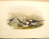 John GOULD Lithograph PIED WAGTAIL Antique Print 1862