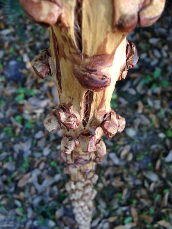 Florida Palm Walking Stick Palm Tree Flower by BluebarnsAttic