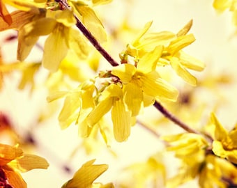 Nature photography, Flowers, Yellow, Forsythia, Spring, Sunny, Wall Decor.