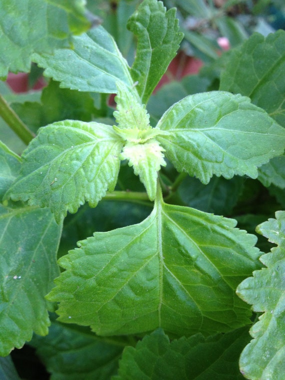 Patchouli Plant Live .. Only Ones Here on Etsy