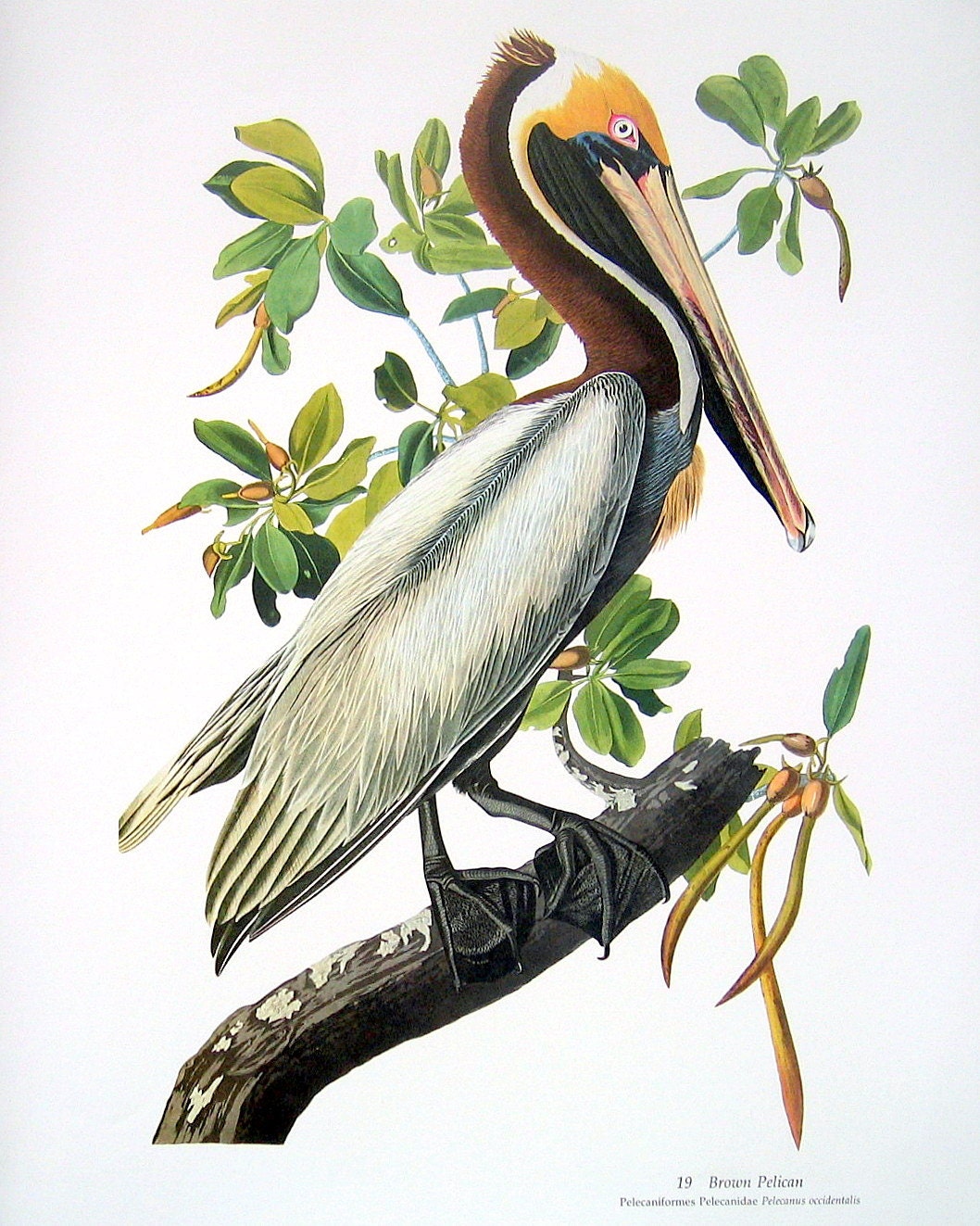 Brown Pelican Print Large Audubon Bird Print by mysunshinevintage