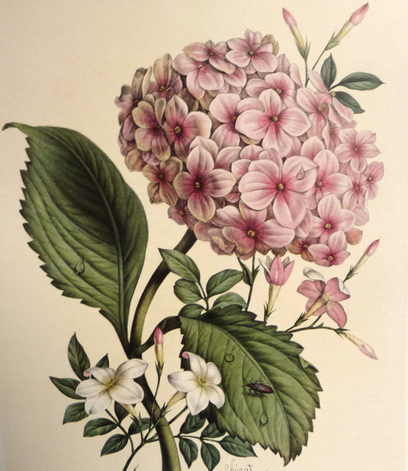 Vintage Flower Illustration 63