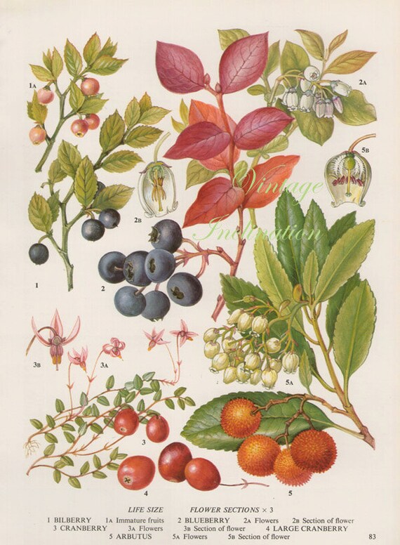 Vintage Botanical Print Antique BLUEBERRY plant print