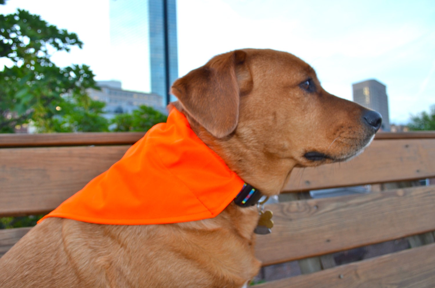 Hunter safety orange no tie dog bandana Goes over collar