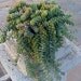 6 Succulent Cuttings, Succulent plant, Sedum "Burrito"