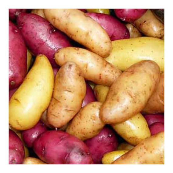 Fingerling Seed Potatoes Mix Certified by FreshGardenLiving