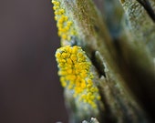 THE NATURE COLLECTION, Macro photograph, driftwood, yellow, gray, brown, lichen, fungus, Washington, Pacific, close-up, beach, symmetry THE NATURE COLLECTION, Macro photograph, driftwood, yellow, gray, brown, lichen, fungus, Washington, Pacific, close-up, beach, symmetry