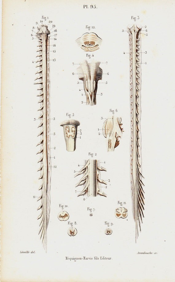 1843 Antique Bones Print Bones Vertebrae Of The Vertebral