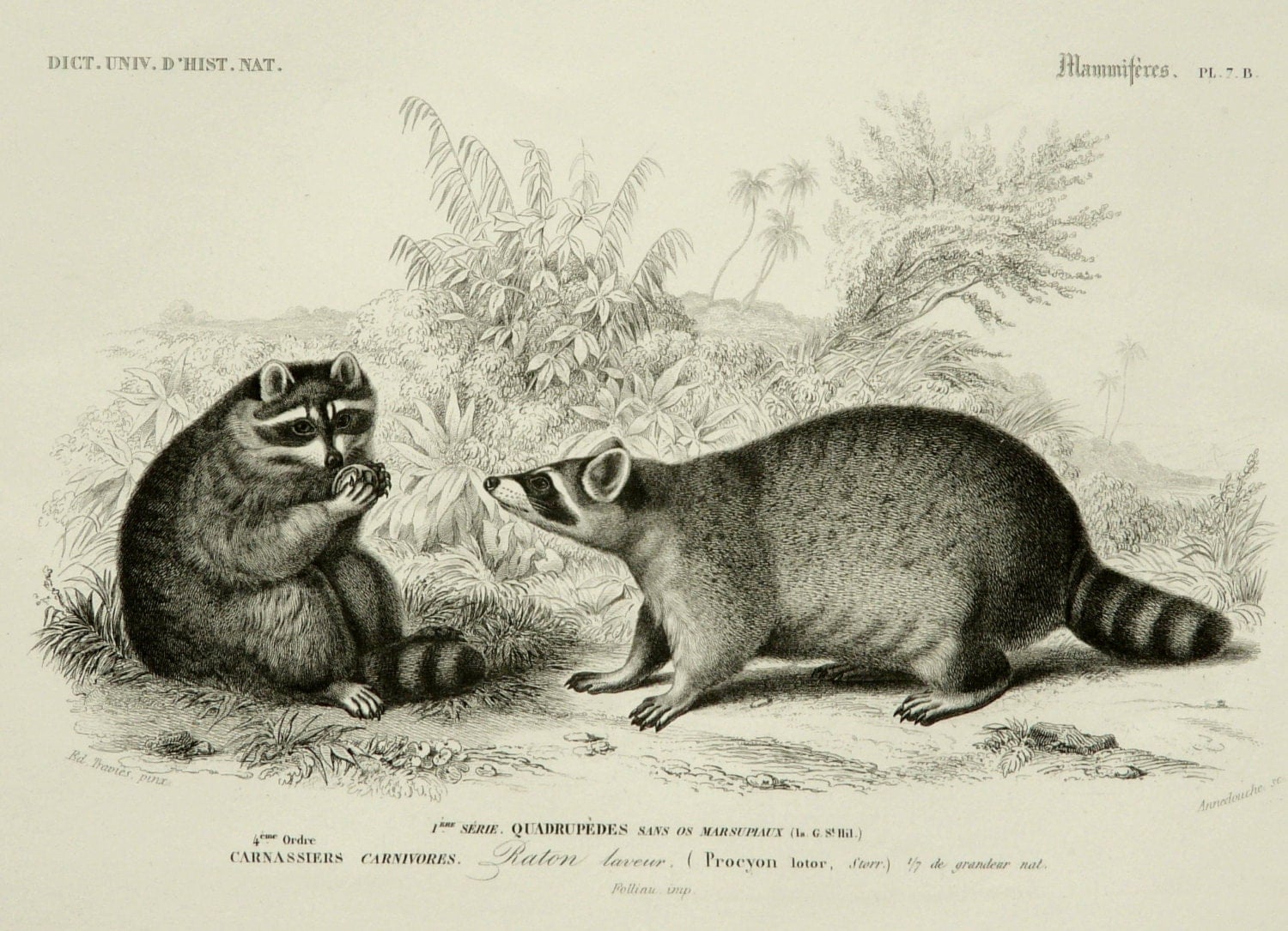 1849 Antique print of RACCOONS. Raccoon. 165 years old