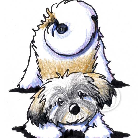 Download Original Drawing Playful Havanese Dog Breed ACEO Art