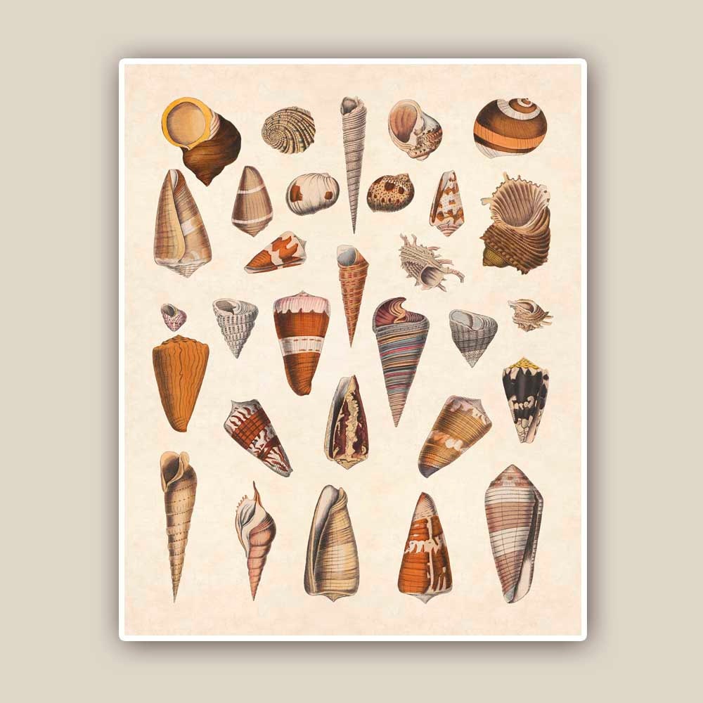 seashells-collection-prints-8x10-nautical-prints-set-of-by-alganet