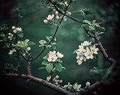 Emerald Green Botanical Print, Flower Photography, Spring Garden, Orchard, White Blossoms, Tree - The Midnight Garden