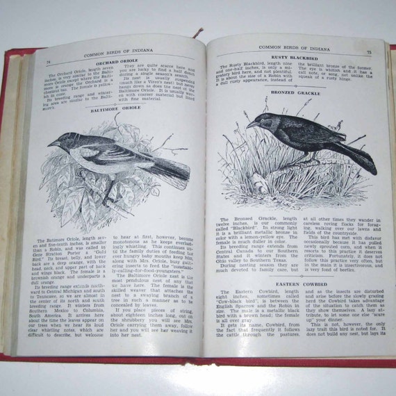 common birds of indiana vintage guide book by common birds of indiana vintage guide book by