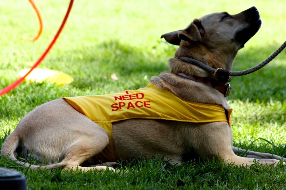 Special Needs Custom Dog Vest Embroidered