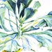 Watercolor Painting, original, succulent, green, 11"x15"
