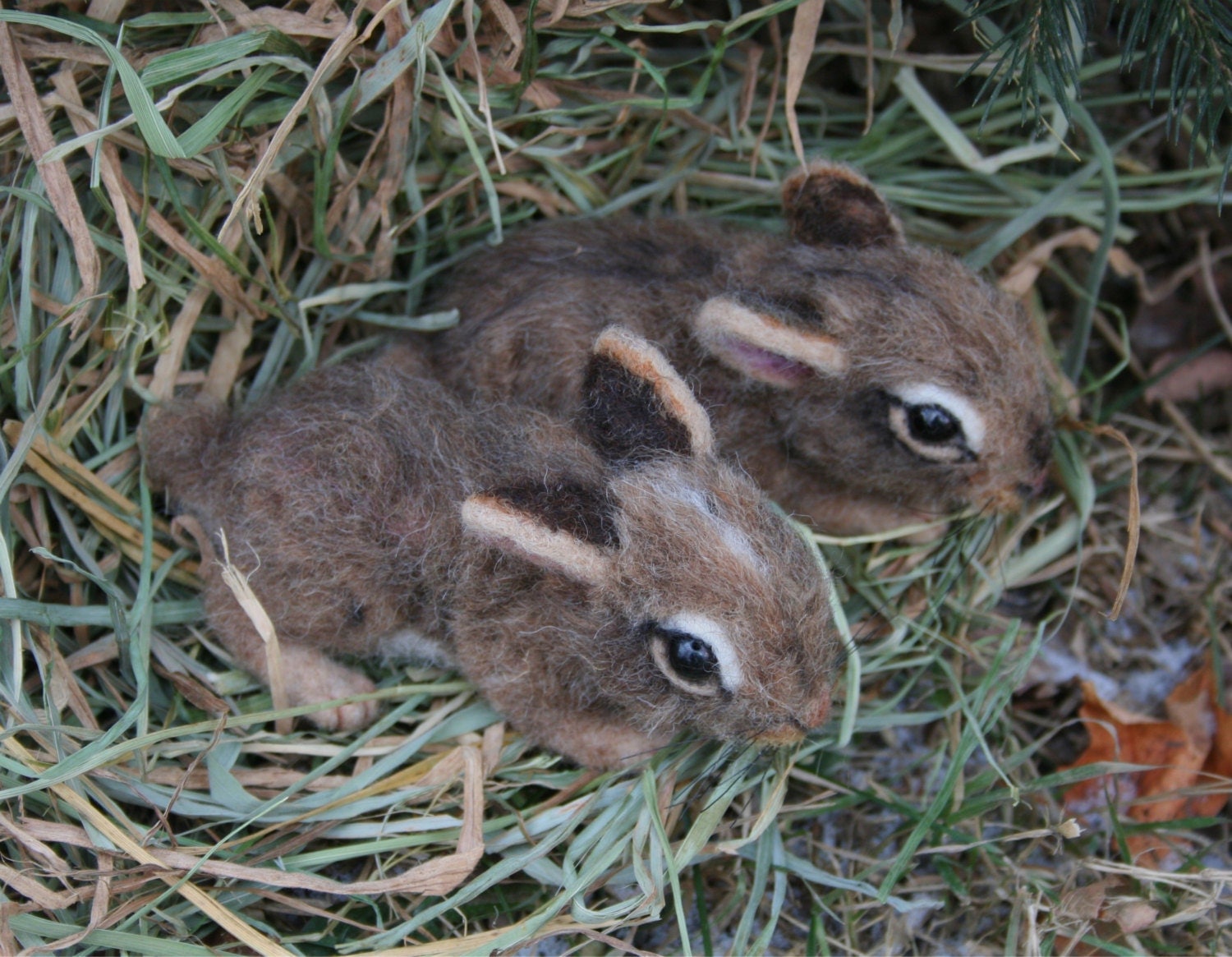 Reserve honey789 2 week old Baby Cottontail 1 by SteviT on ...