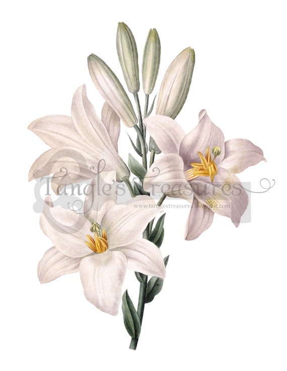 clipart easter lilies - photo #25