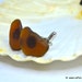 MERMAID FOR HIM - Organic Brown green Sea Glass cufflinks for him or her with Genuine Natural Amalfi Sea Glass / nr 44