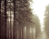 Green nature photograph, pine tree print, brown, green, white, fog, rustic decor, men, winter forest nature art