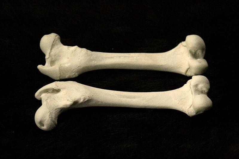 x2 Badger Femur Bones Real Bone Taxidermy by DesertRoseTaxidermy