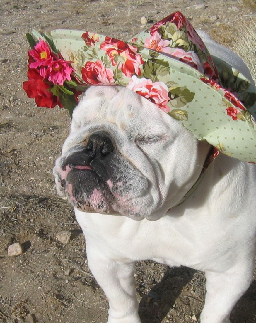 english bulldog hat