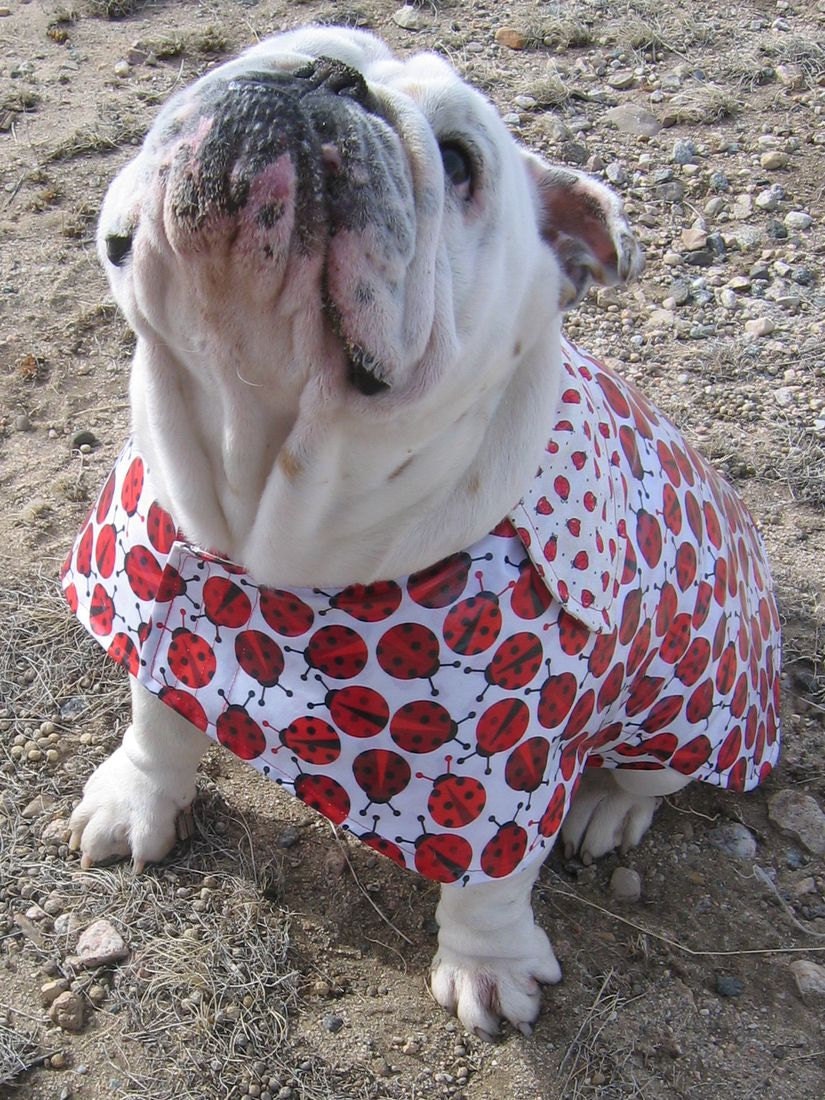 ORDER an English Bulldog RAINCOAT Reversible Bulldog Custom