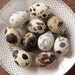 Quail Eggs - 10 Beautiful Speckled Eggshells
