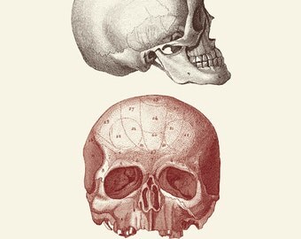 Vintage Human Anatomy, Skulls, "L'anatomie Humaine" Print 8x10 P249