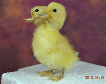 Mature Taxidermy Two Head Freak Duckling Made By 2 Ducklings Free Shipping To Everywhere