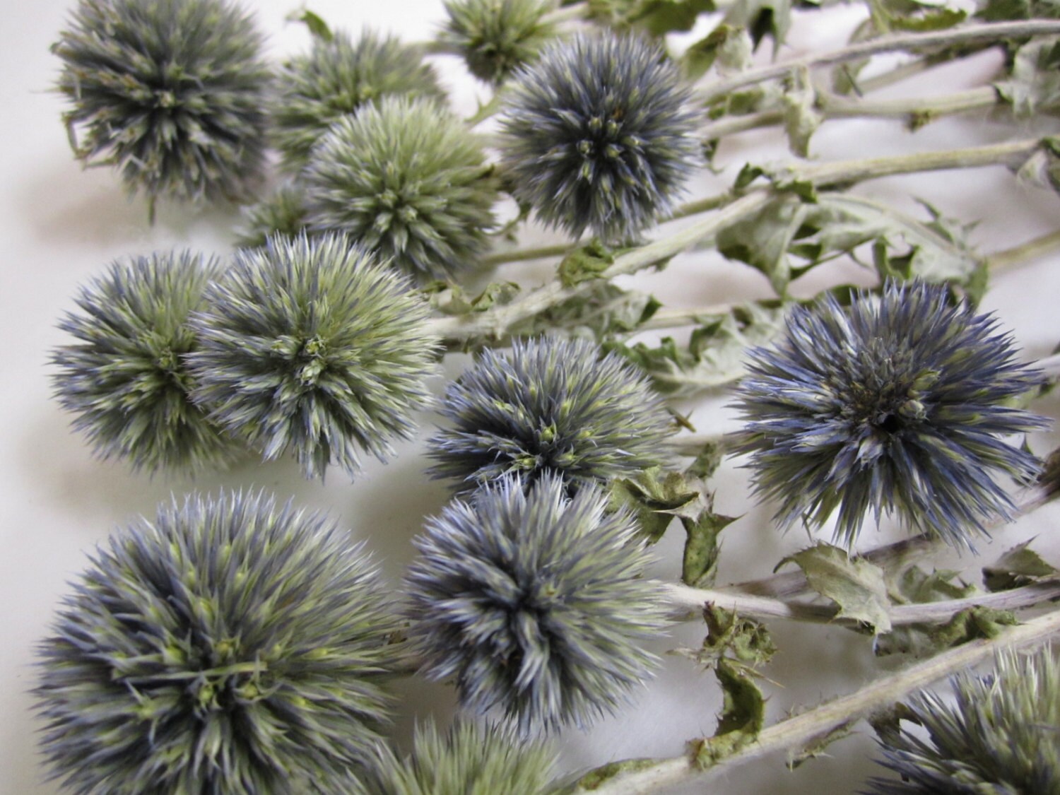 Dried Globe Thistle set of 12 Preserved 8" long from