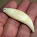 Real Bear Tooth Pendant (Genuine Extra Large Bear Teeth / Canine ) XL