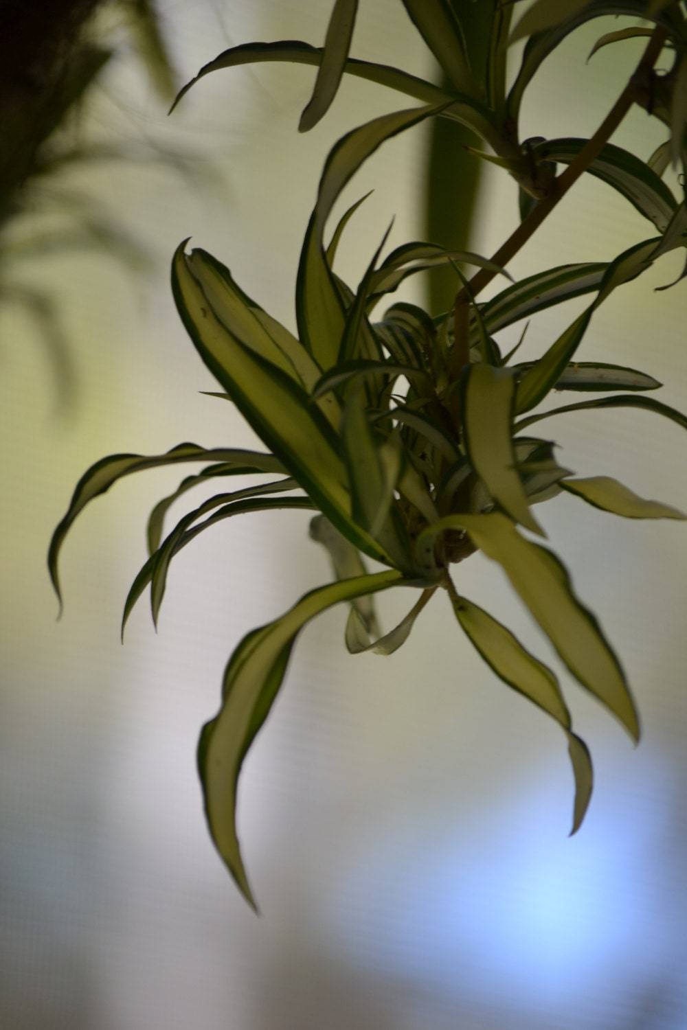 Live Spider Plant Baby BOGO SaleVariegated House Plant