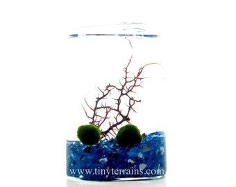 Marimo Terrarium: Moss Ball Rectangular Glass Cube Aquarium / Terrarium - Several colors available