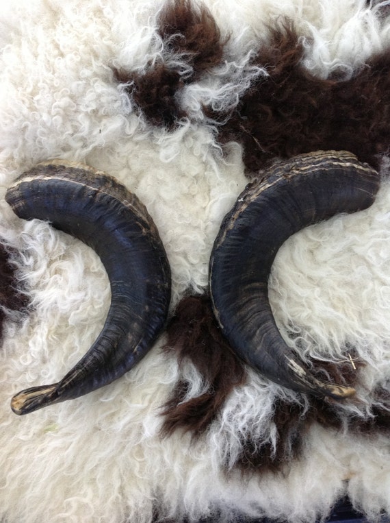Jacob Sheep Ram Horns Set of Two set 2 by honeysucklesheep on Etsy