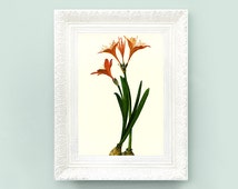 Popular items for houseplant print on Etsy