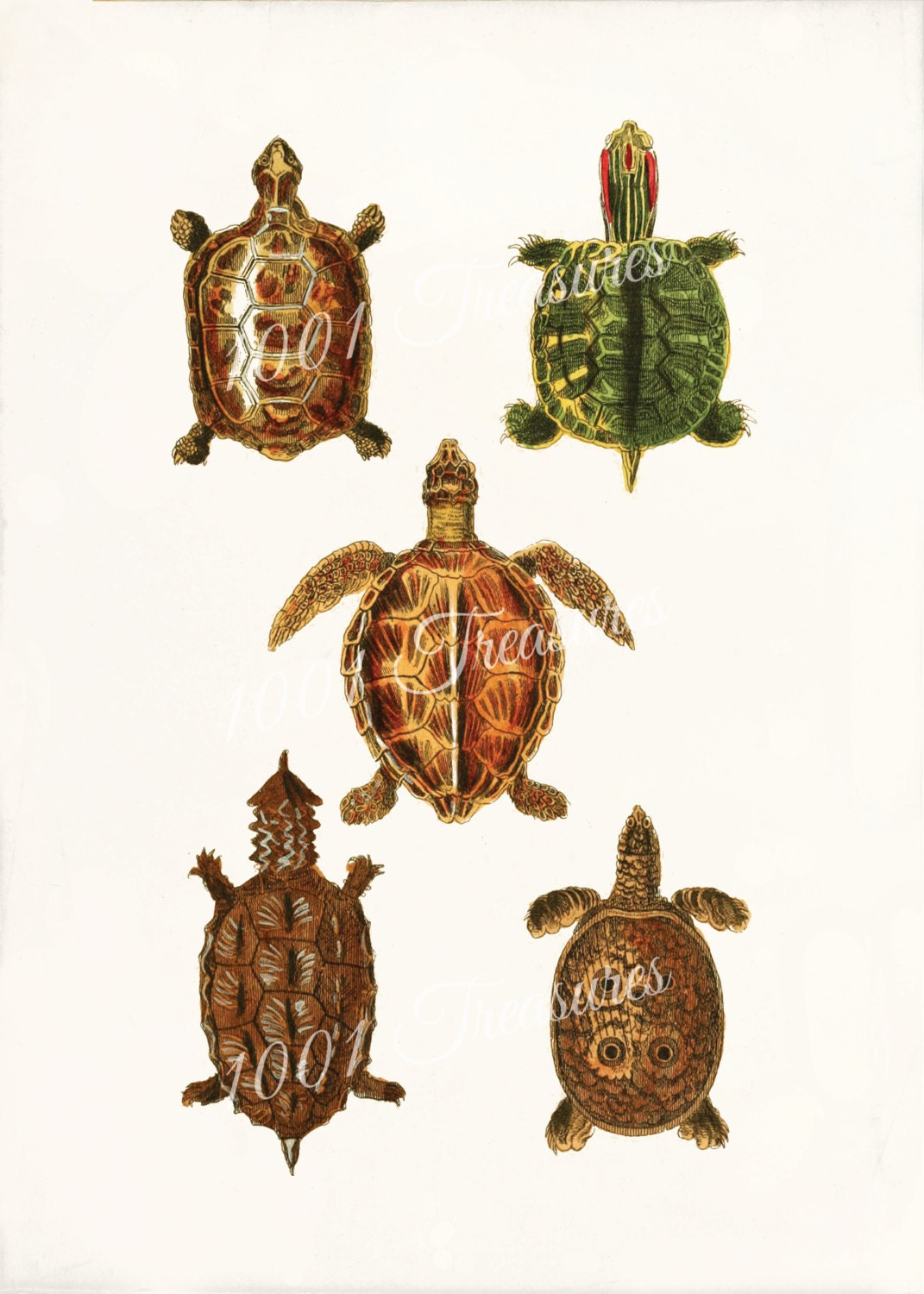 Antique Turtle 1 Art Print 5 x 7 Turtles