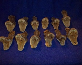 1 real animal taxidermy rattle snake head mount reptile part fang teeth diamond back