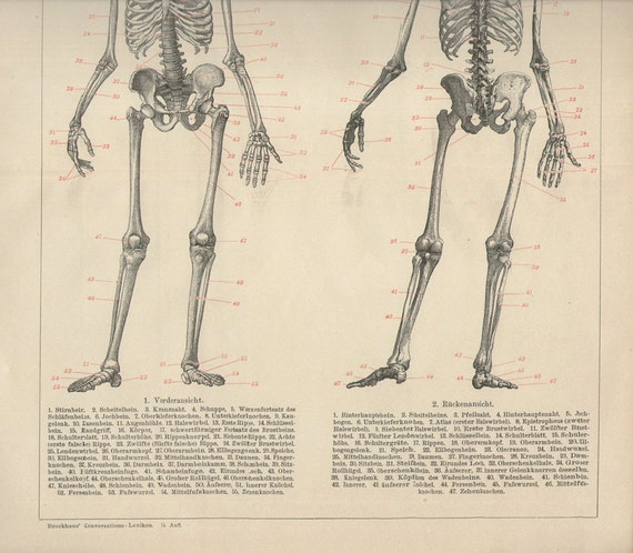 1894 Human Anatomy Print SKELETON bones