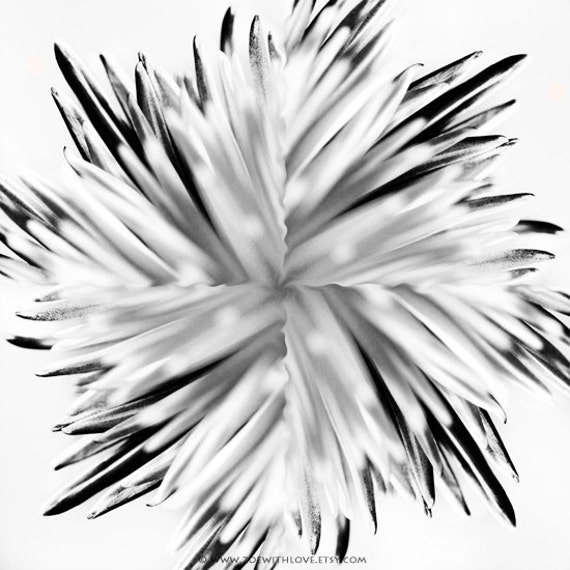 Abstract Flowers Modern Art Black and White Abstract Spider