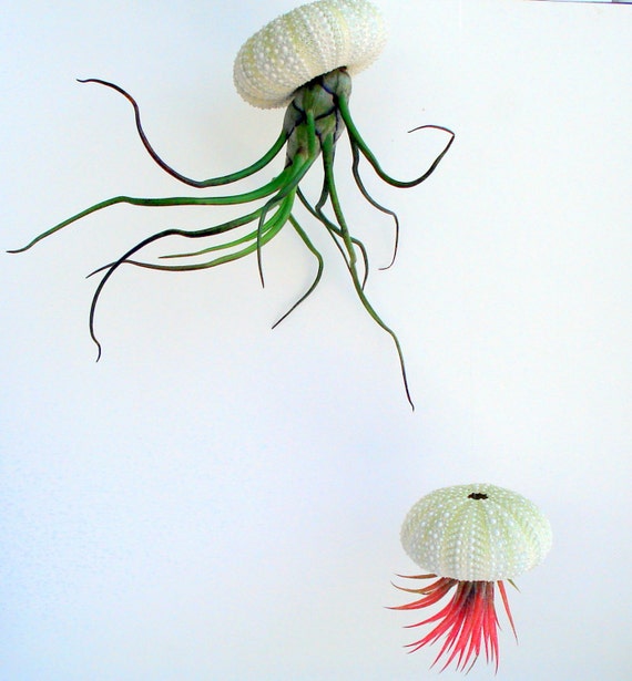 Hanging Sea Urchin Planter Single Kit