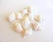 Beach Decor - Seashells - White Conch Shells for Beach Weddings, Decor or Crafts - 10 pc. - FREE SHIPPING