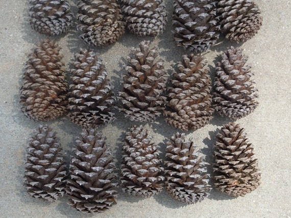 Natural Pine Cones Real Pine Cones Medium Sized Pine Cones   Il 570xN.464116526 Qacp 