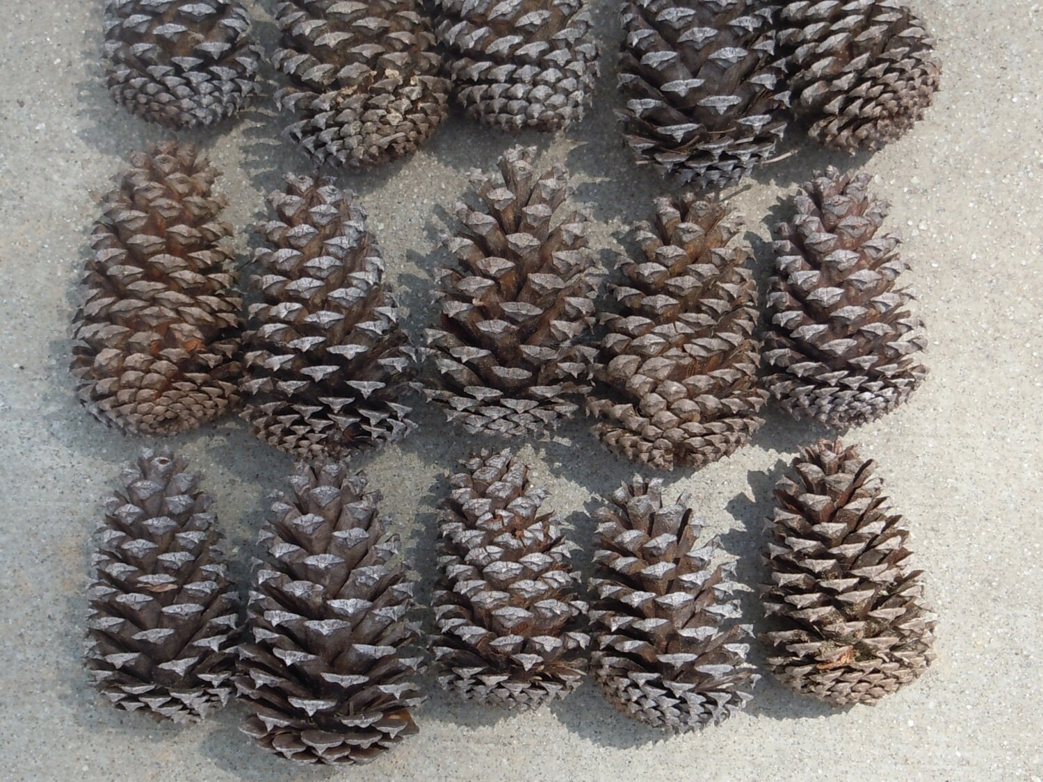 Natural Pine Cones Real Pine Cones Medium Sized Pine Cones