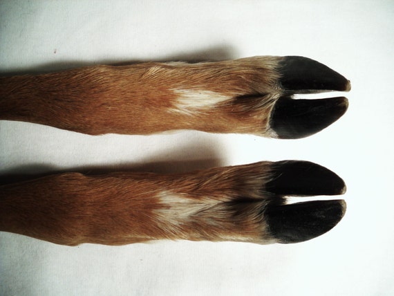 Real Deer Legs foot feet hoof hooves leg animal part straight