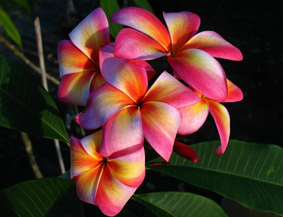 Heirloom 5 Seeds Plumeria mixed Colors Flower Colorful Fresh