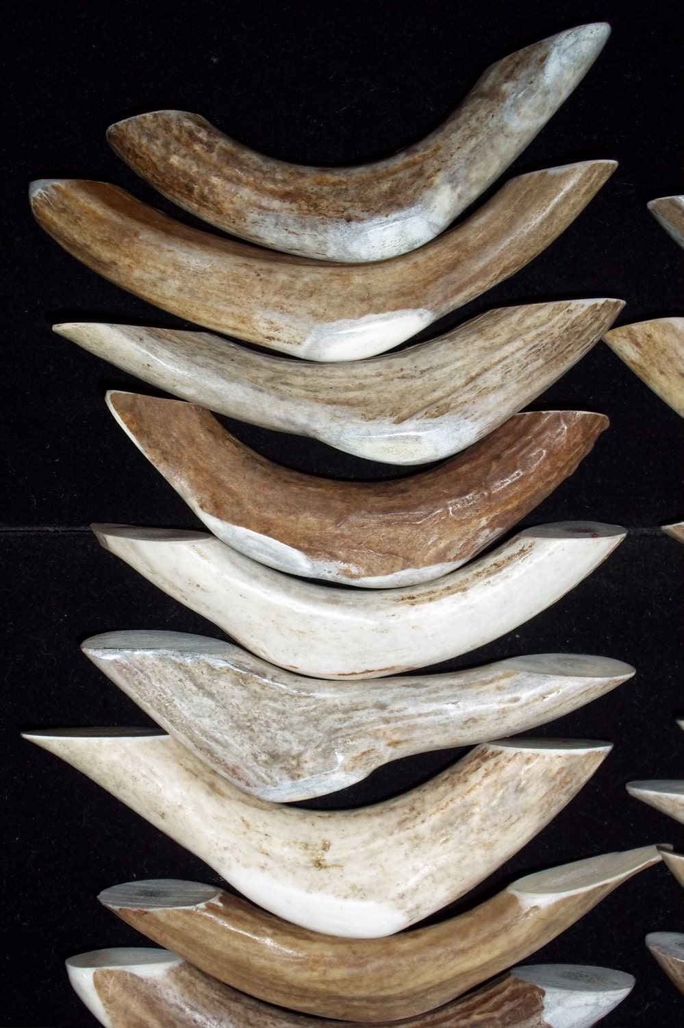 Curved Antler drawer pull real whitetail antlers by antler4u