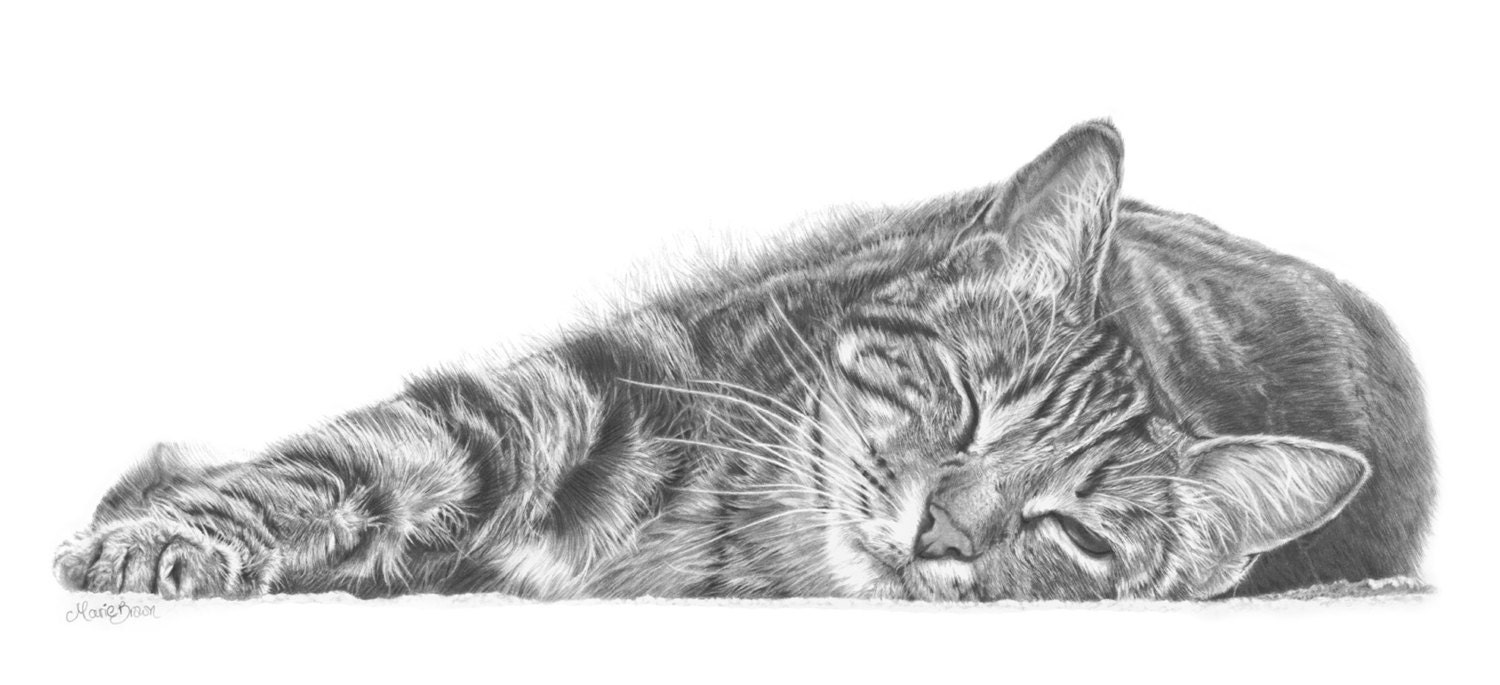 Tabby Cat Pencil Drawing Cat Art Cat Print Gift for Cat