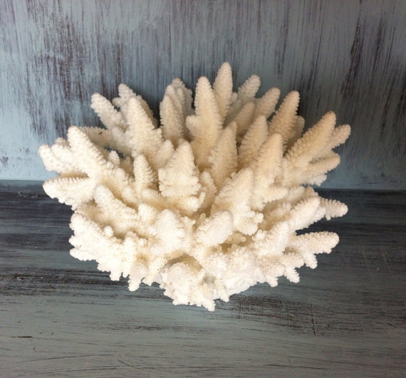 Real white finger coral nautical home decor