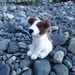 Jack Russell