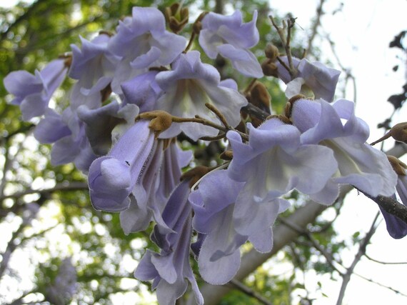 Royal Paulownia Empress Tree Seeds Easy to Grow 5 Seeds